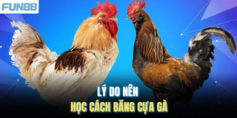 Lý do nên học cách băng cựa gà